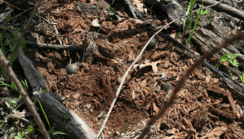 Classifying Decomposing Logs