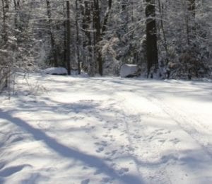 The Forest in Winter: Winter Hiking Saftey