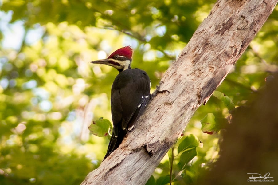 species-biodiversity-black-rock-forest