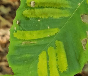 Beech Leaf Disease
