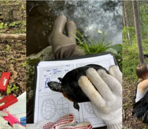 A Sardine-Scented Summer: Searching for Spotted Turtles in Black Rock Forest