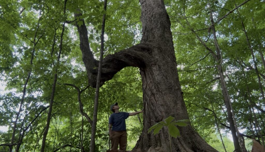 Hanna looking up at a beautiful sugar maple tree while she was on a collection trip in Ohio.