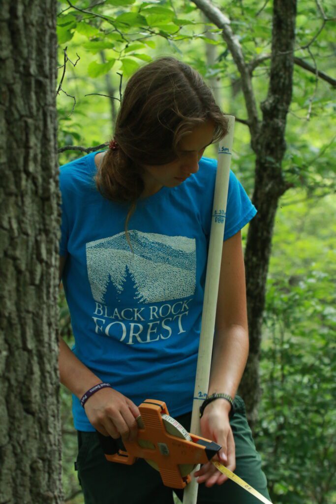 Hazel Calway, a summer intern, measures tree seedling densities in a forest monitoring plot.