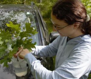 Black Rock Forest Announces 2026 David Redden Conservation Science Fund Small Grants Supporting Research 